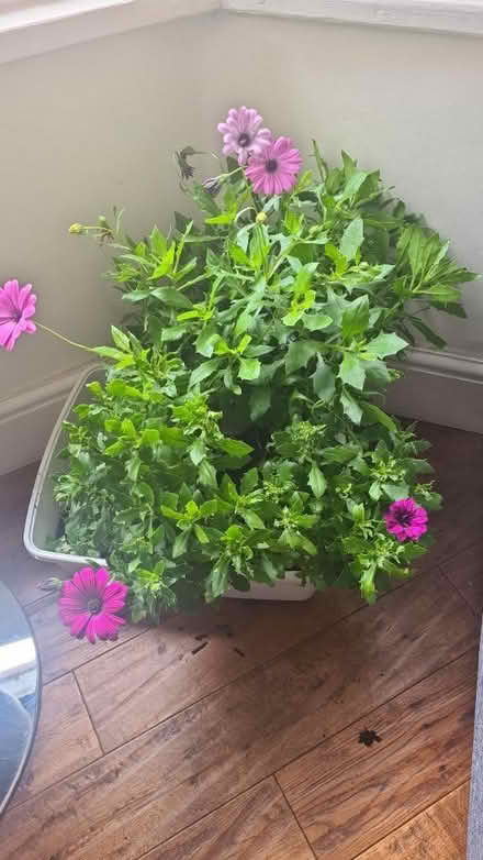Photo of free Garden plants (Hornsey/Crouch End N8) #1