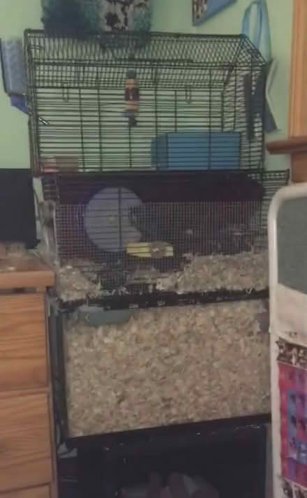 Photo of free Mouse Cage and Gerbil Cage (Danbury) #1