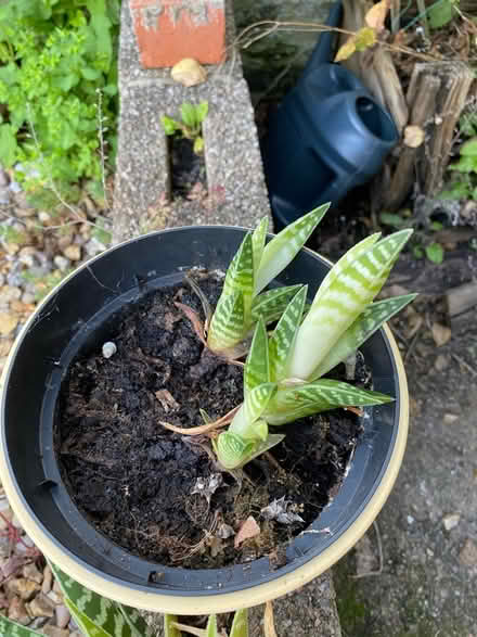 Photo of free Succulents (DE56 Belper) #1