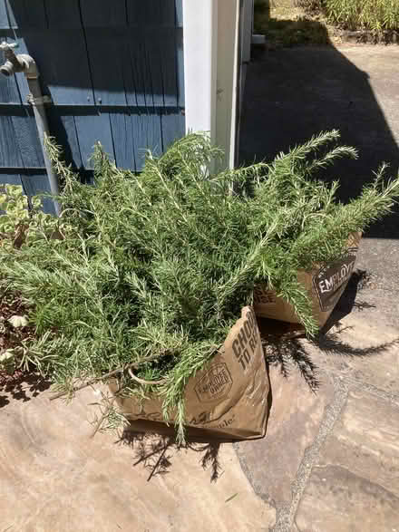 Photo of free rosemary clippings (Mill Valley) #2