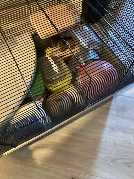 Photo of free Hamster cage (Eltham SE9) #2