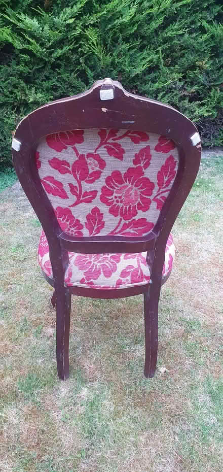 Photo of free Louis style chairs (Sunningdale SL5) #1