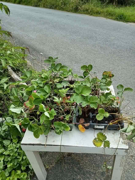 Photo of free Strawberry plants mixed varieties in trays (Chalvington BN27) #1