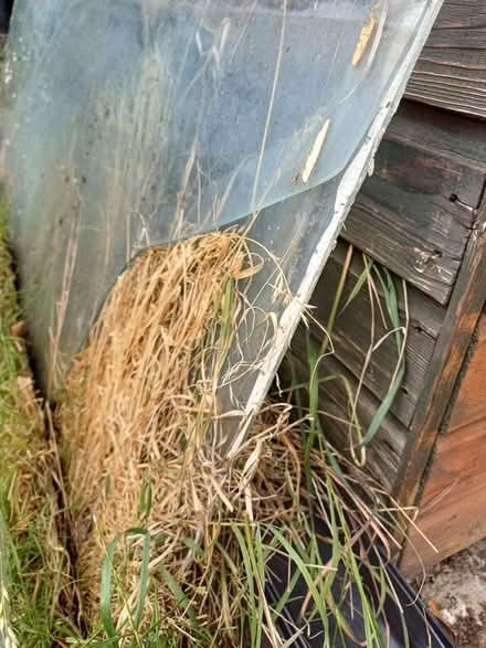 Photo of free Greenhouse/Conservatory Glass (CT7) #3