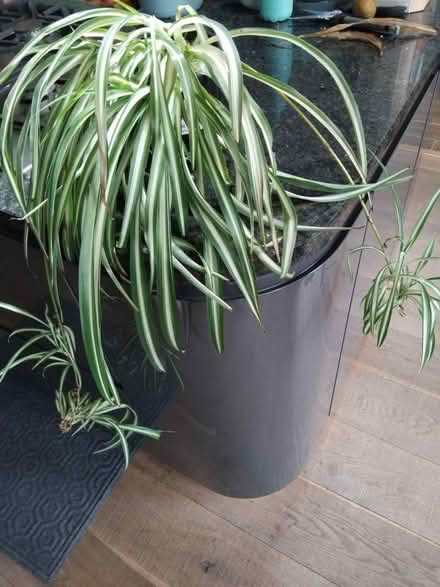 Photo of free Spider plant (Ingol PR2) #1