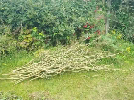 Photo of free Willow cuttings (Wd257gl) #2