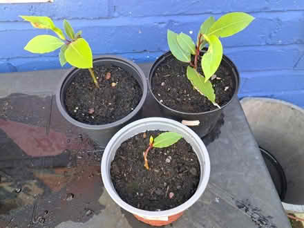 Photo of free Bay tree cuttings (Stafford (Stafford (ST16)) #1