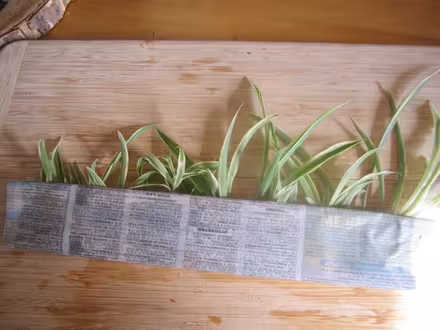 Photo of free Variagated spider plants (Portslade) #1