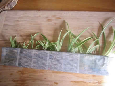 Photo of free Variagated spider plants (Portslade) #1