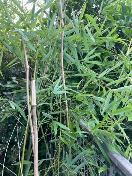 Photo of free Bamboo (WN7) #1