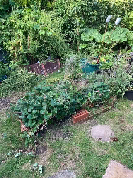 Photo of free Lots of strawberry plants (Marshalswick AL4) #1