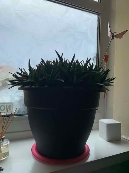Photo of free Very large Aloe Vera (Plants) (West Boldon NE35) #2