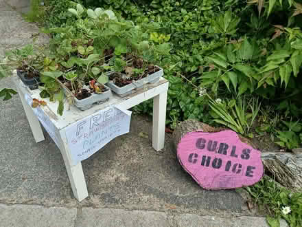 Photo of free Strawberry plants mixed varieties in trays (Chalvington BN27) #2