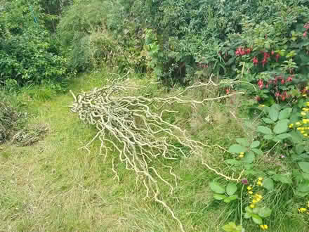 Photo of free Willow cuttings (Wd257gl) #1