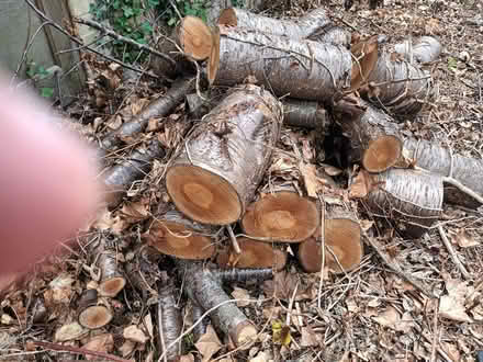 Photo of free logs (Fishermead MK6) #1