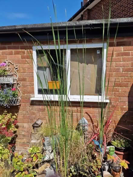 Photo of free Pond Reed (Amersham HP7) #1