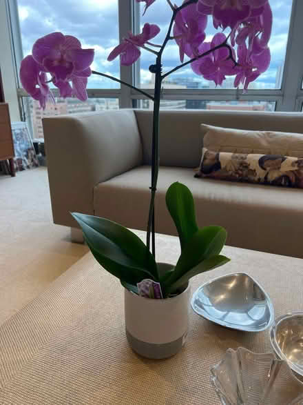 Photo of free Plant Pots (60657) #2