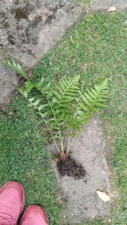 Photo of free Fern plant (Ingol PR2) #1