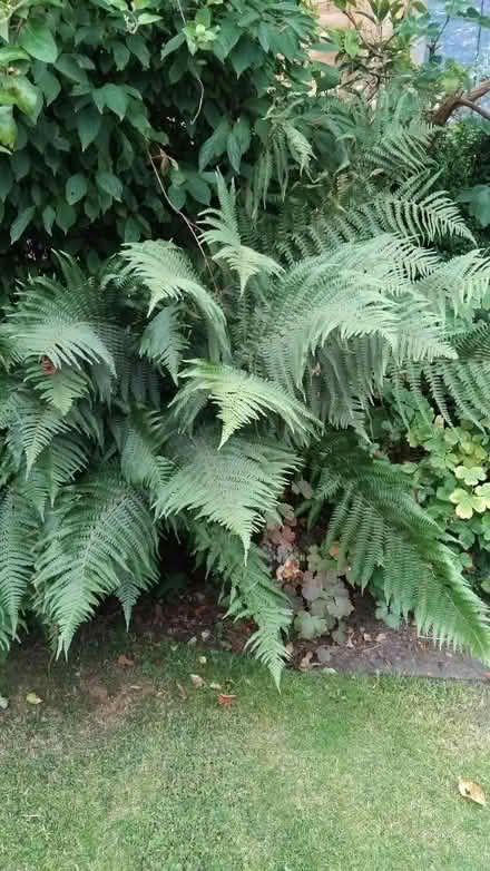 Photo of free Fern plant (Ingol PR2) #2