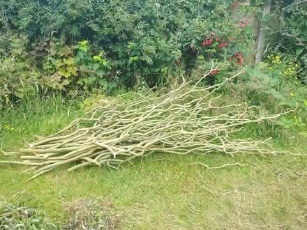 Photo of free Willow cuttings (Wd257gl) #3