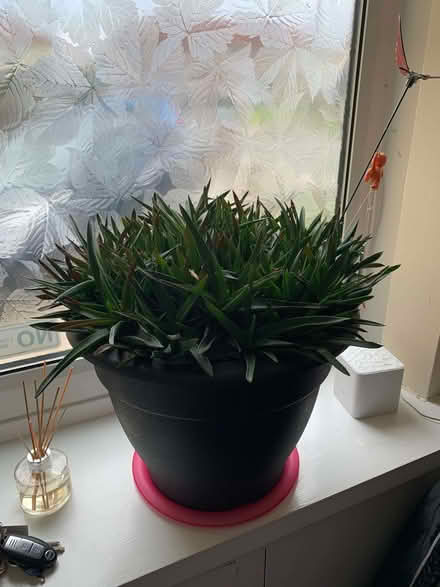 Photo of free Very large Aloe Vera (Plants) (West Boldon NE35) #1