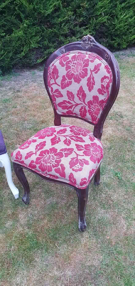 Photo of free Louis style chairs (Sunningdale SL5) #3
