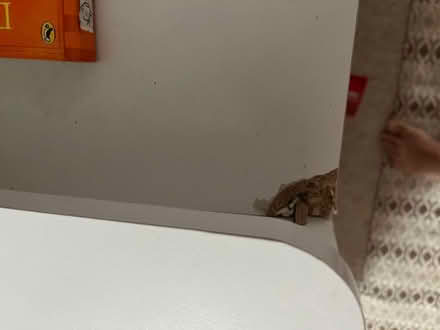 Photo of free Cabin bed (Bath & North East Somerset) #3