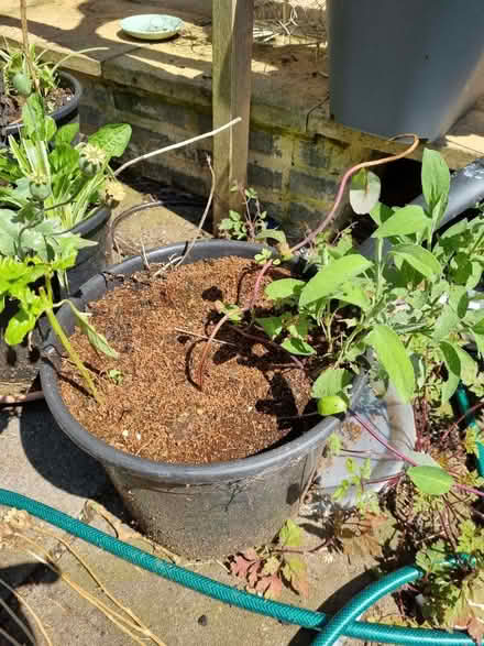 Photo of free Garden pots and hanging baskets (Wellingborough NN84TQ) #1