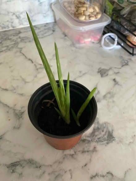 Photo of free Aloe Vera runners (Oadby LE2) #1