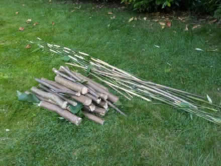 Photo of free Bamboo sticks/Hazel tree logs/Bay tree (Hendon NW4) #1