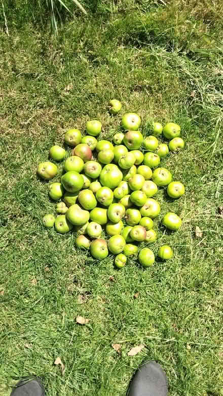 Photo of free Apples for Jam Making (Nr Upper Stratton, SN6) #1
