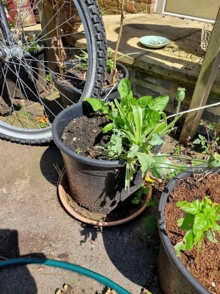 Photo of free Garden pots and hanging baskets (Wellingborough NN84TQ) #3
