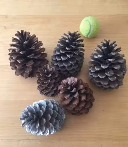 Photo of free 6 Large fir cones (Gosforth NE3) #1