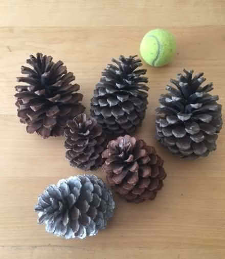 Photo of free 6 Large fir cones (Gosforth NE3) #1