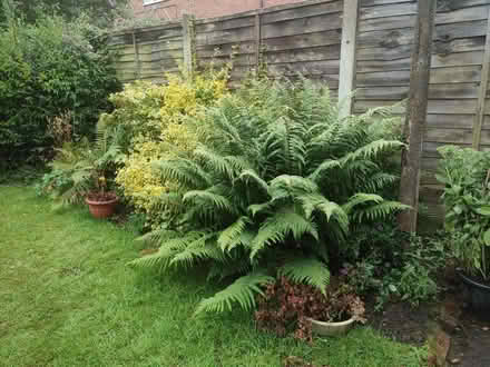 Photo of free Male Fern (Burbage LE10) #1