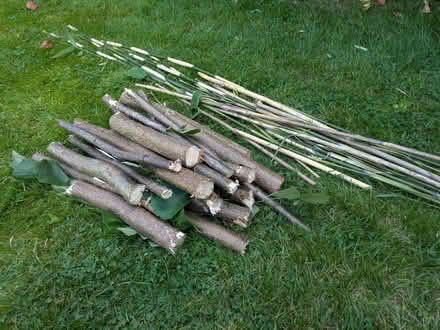 Photo of free Bamboo sticks/Hazel tree logs/Bay tree (Hendon NW4) #3