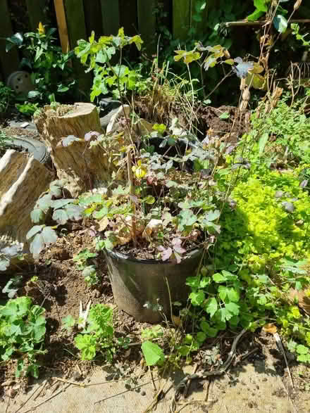Photo of free Garden pots and hanging baskets (Wellingborough NN84TQ) #2