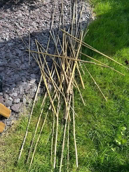 Photo of free Bamboo garden poles. (Hellingly BN27) #1