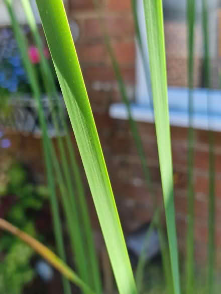 Photo of free Pond Reed (Amersham HP7) #2
