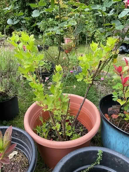 Photo of free Gooseberry Plant (Leeds LS14) #1
