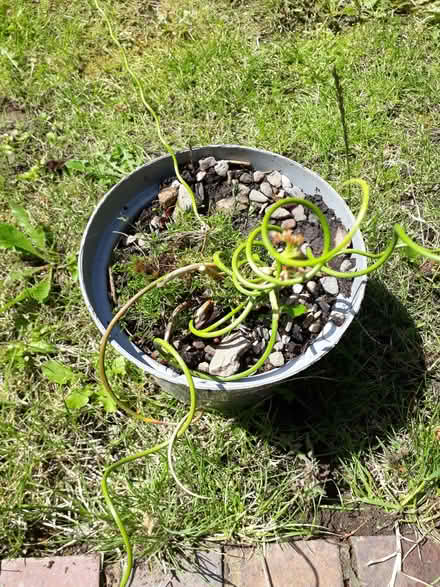Photo of free curly grass (Oswestry SY11) #1