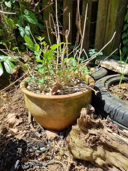 Photo of free Garden pots and hanging baskets (Wellingborough NN84TQ) #4