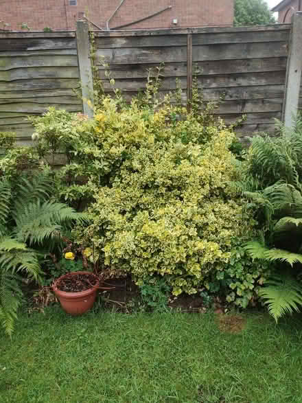 Photo of free Wintercreeper emerald'n'green (euonymus) (Burbage LE10) #1