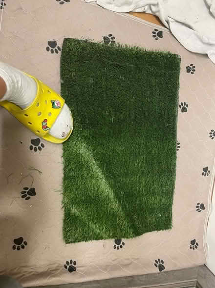 Photo of free Small Fake grass for indoor dog (Avenida Cesar and University) #2