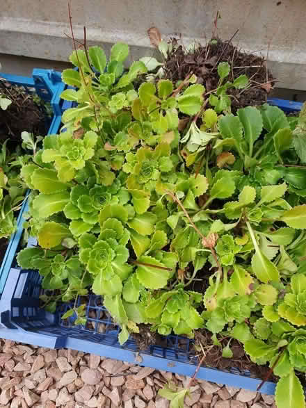 Photo of free Healthy London Pride Plants (Lyppard Grange WR4)