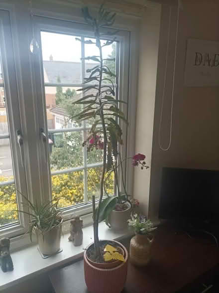 Photo of free House plant ( mother of thousand) (Muxton TF2) #1