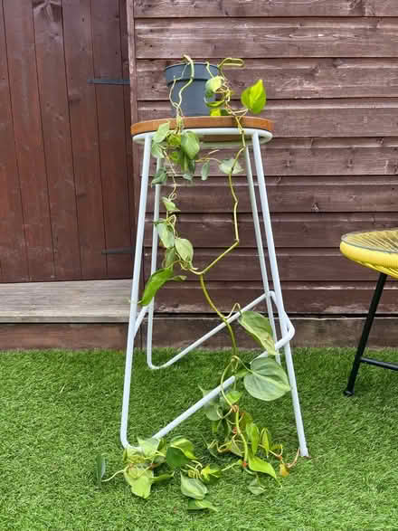 Photo of free Plants selection (RH12) #1