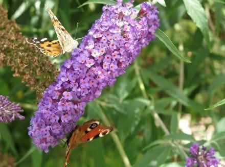 Photo of free Buddleia plants (butterfly bush) (Chickerell DT3) #1