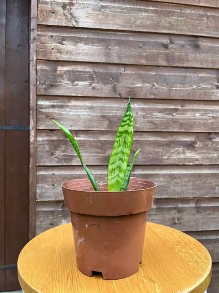 Photo of free Plants selection (RH12) #4