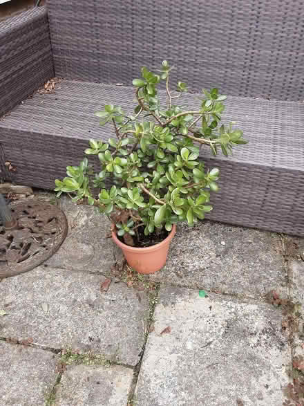 Photo of free Plant (PO15 Hill Park) #1